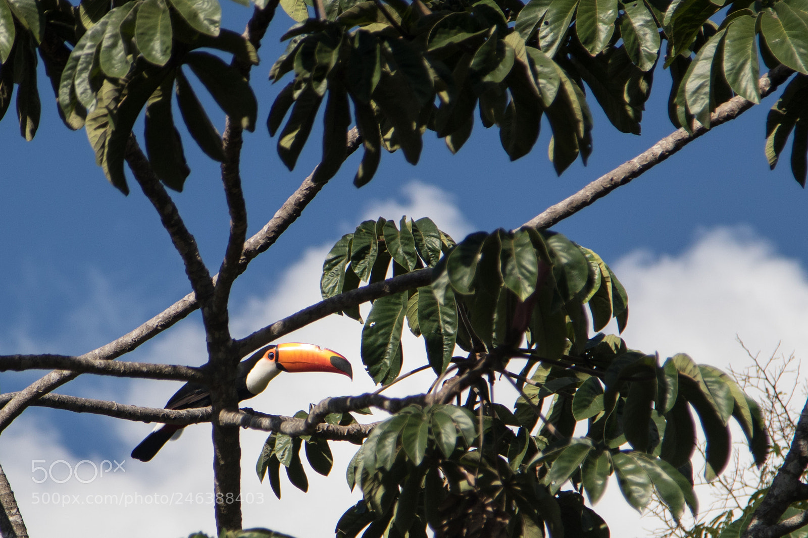 Canon EOS 7D Mark II sample photo. Tucano photography