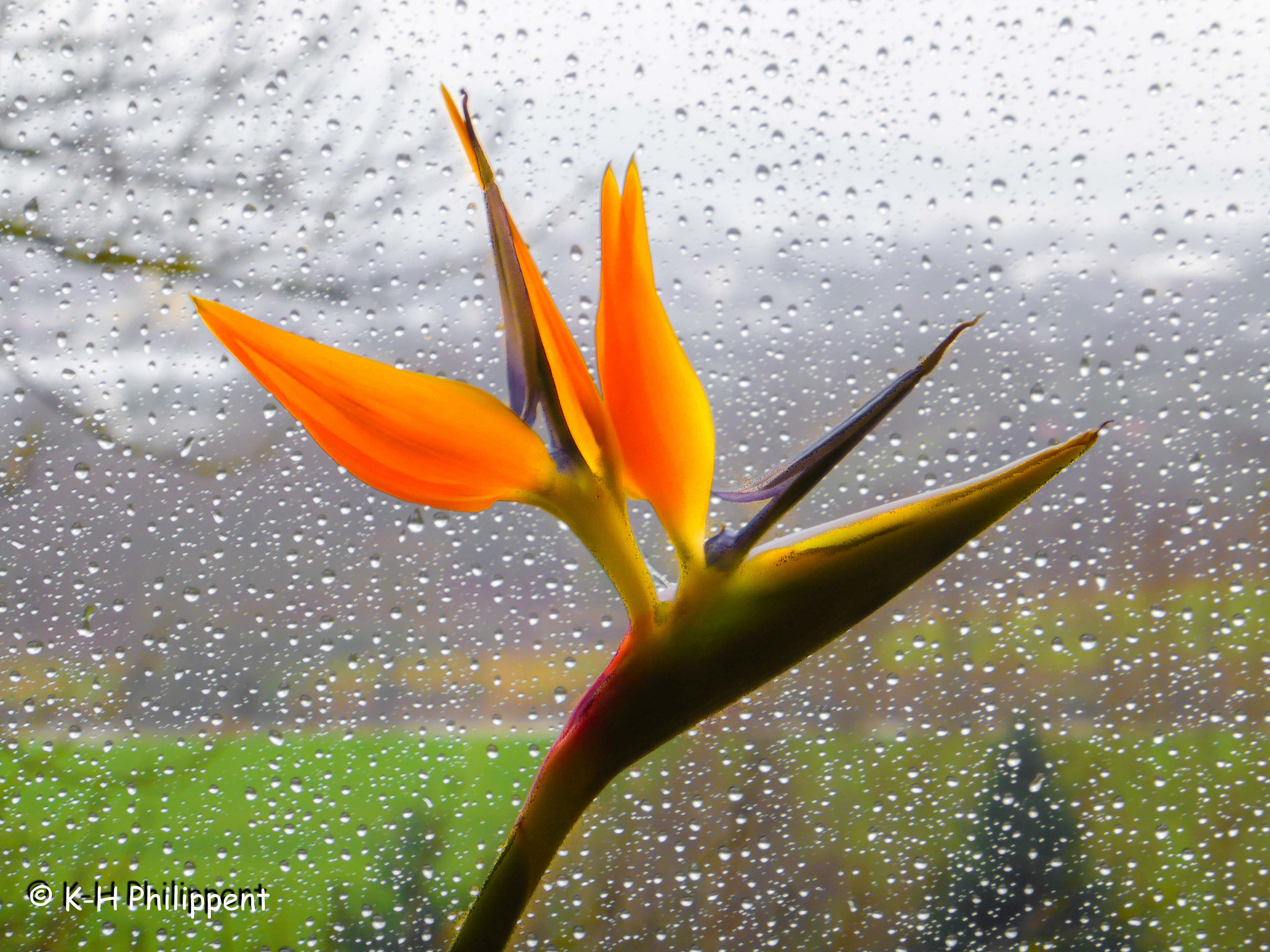 Panasonic DMC-TZ41 sample photo. Kassel (germany), a rainy day, the parrot flower / ein regnerischer tag, die papageienblume photography