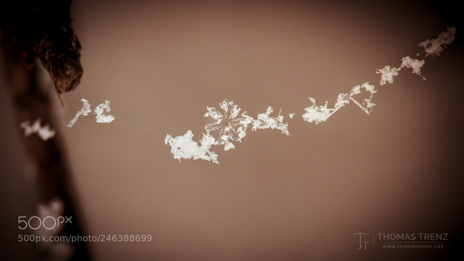 Nikon D600 sample photo. Snowflake line photography