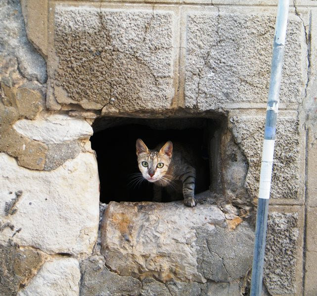 Fujifilm FinePix S2000HD sample photo. Cat guarding the tortrest photography
