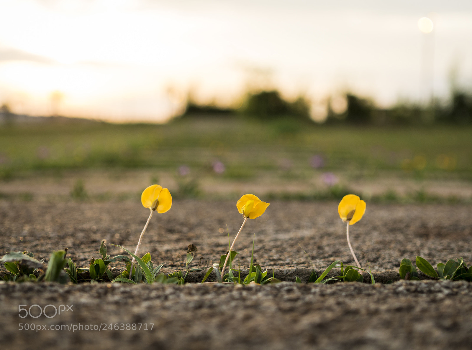 Olympus OM-D E-M10 II sample photo. Three little flowers. photography