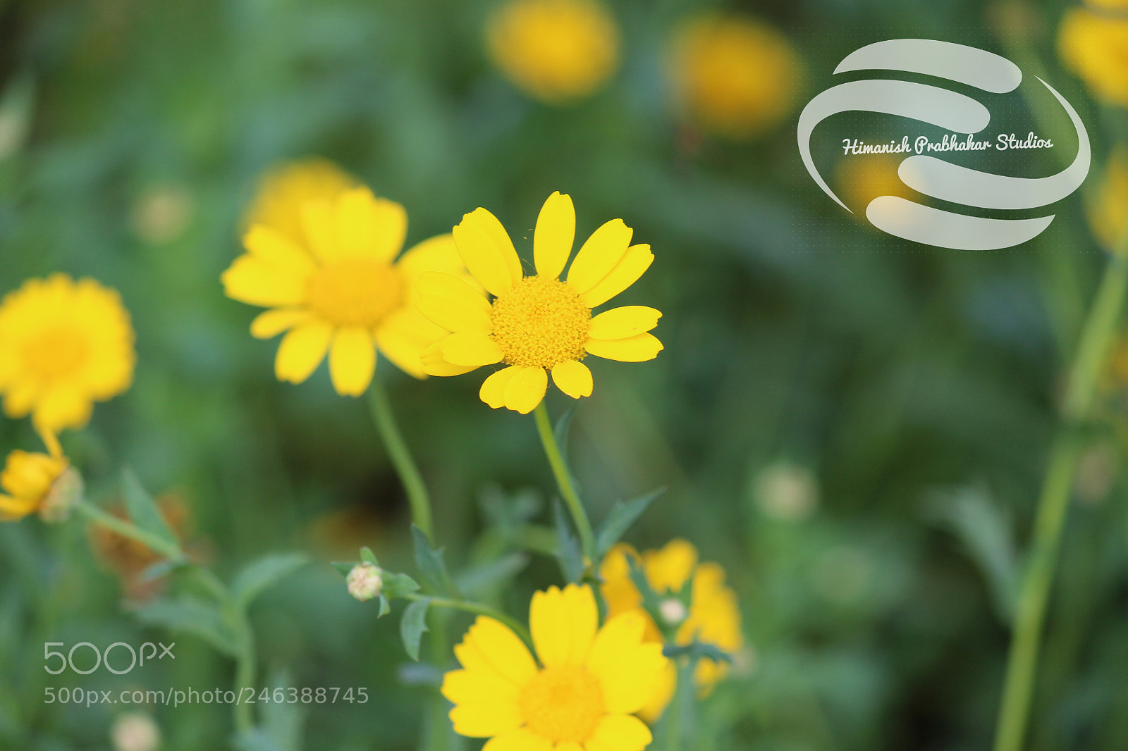 Canon EOS 700D (EOS Rebel T5i / EOS Kiss X7i) sample photo. Yellow flower garden ii photography