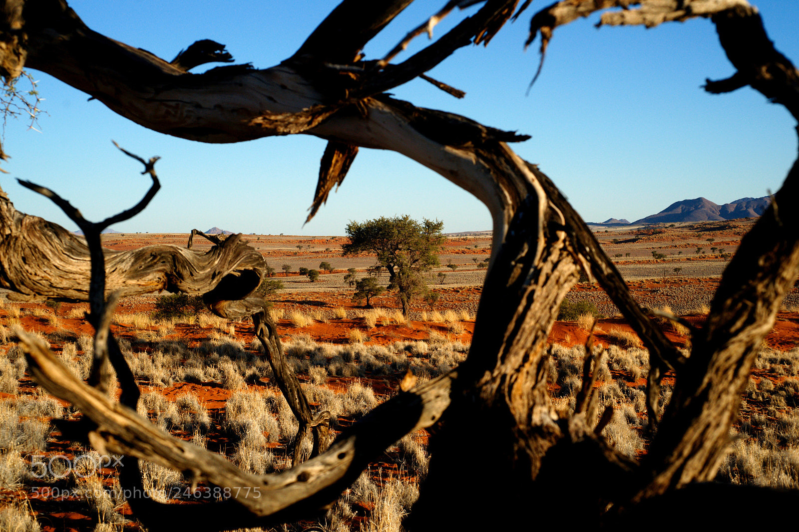 Sony Alpha DSLR-A850 sample photo. Acacia field in namibia photography