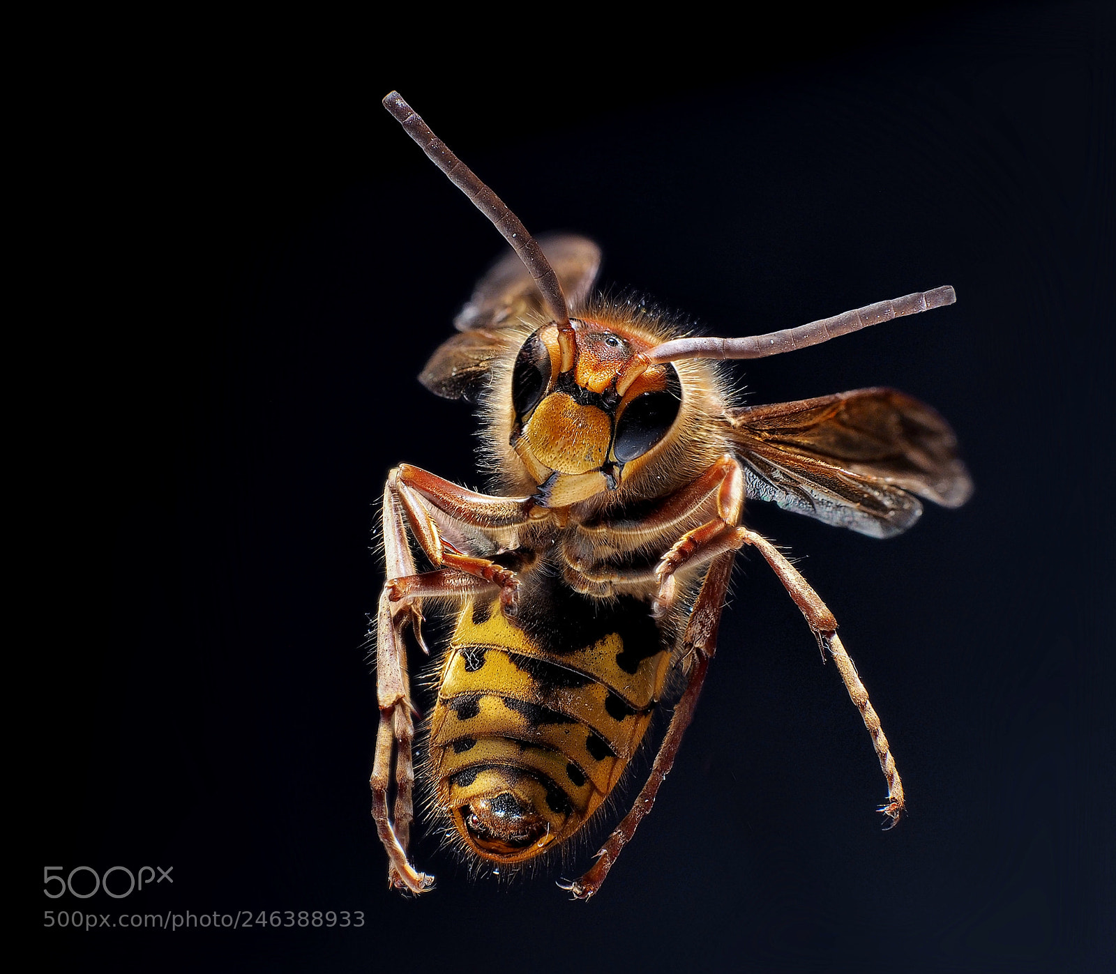 Olympus OM-D E-M5 II sample photo. Hornet photography