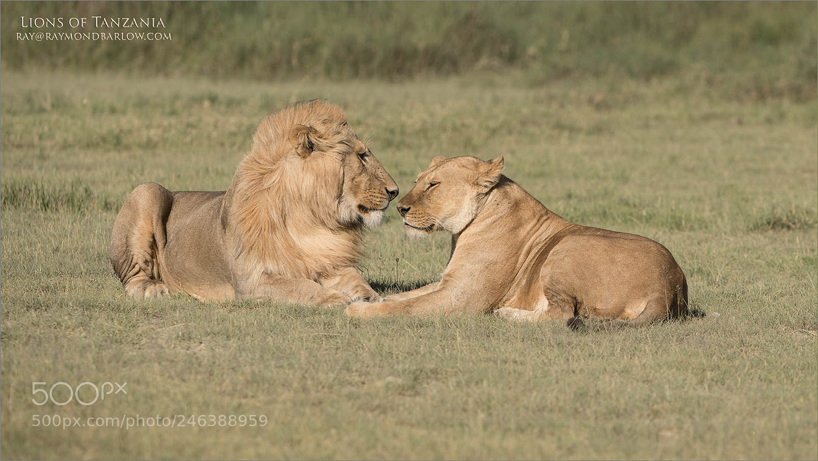 Nikon D850 sample photo. Valantines day lions photography
