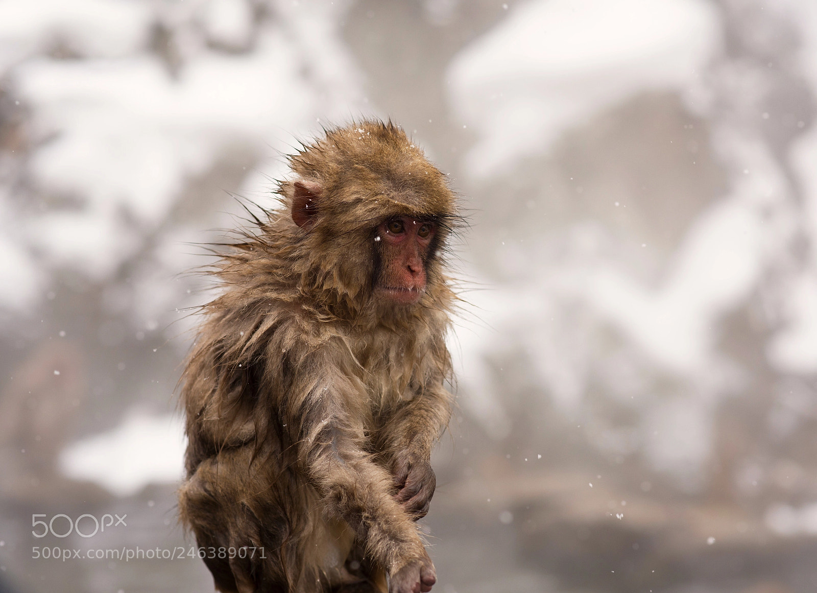 Nikon D810 sample photo. A wet monkey looking photography