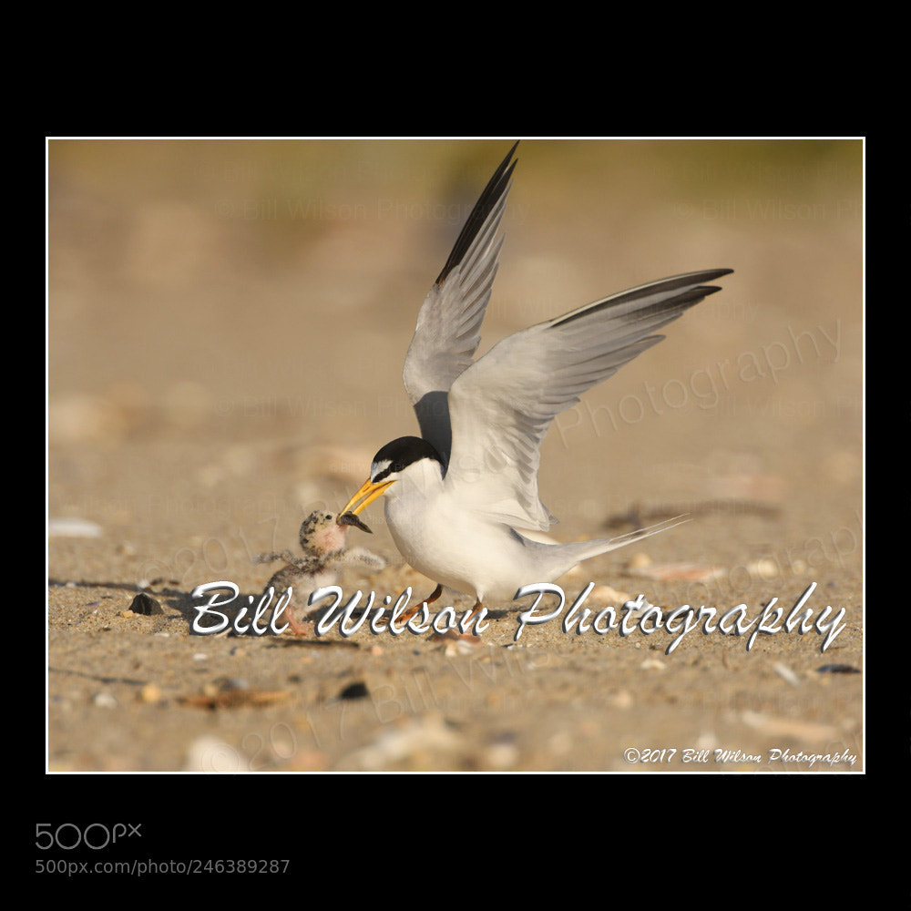 Nikon D500 sample photo. Least tern chick and photography