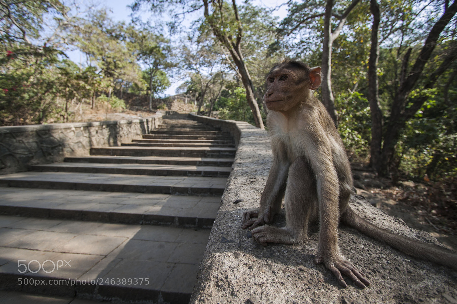 Canon EOS 50D sample photo. Friendly monkey sitting in photography