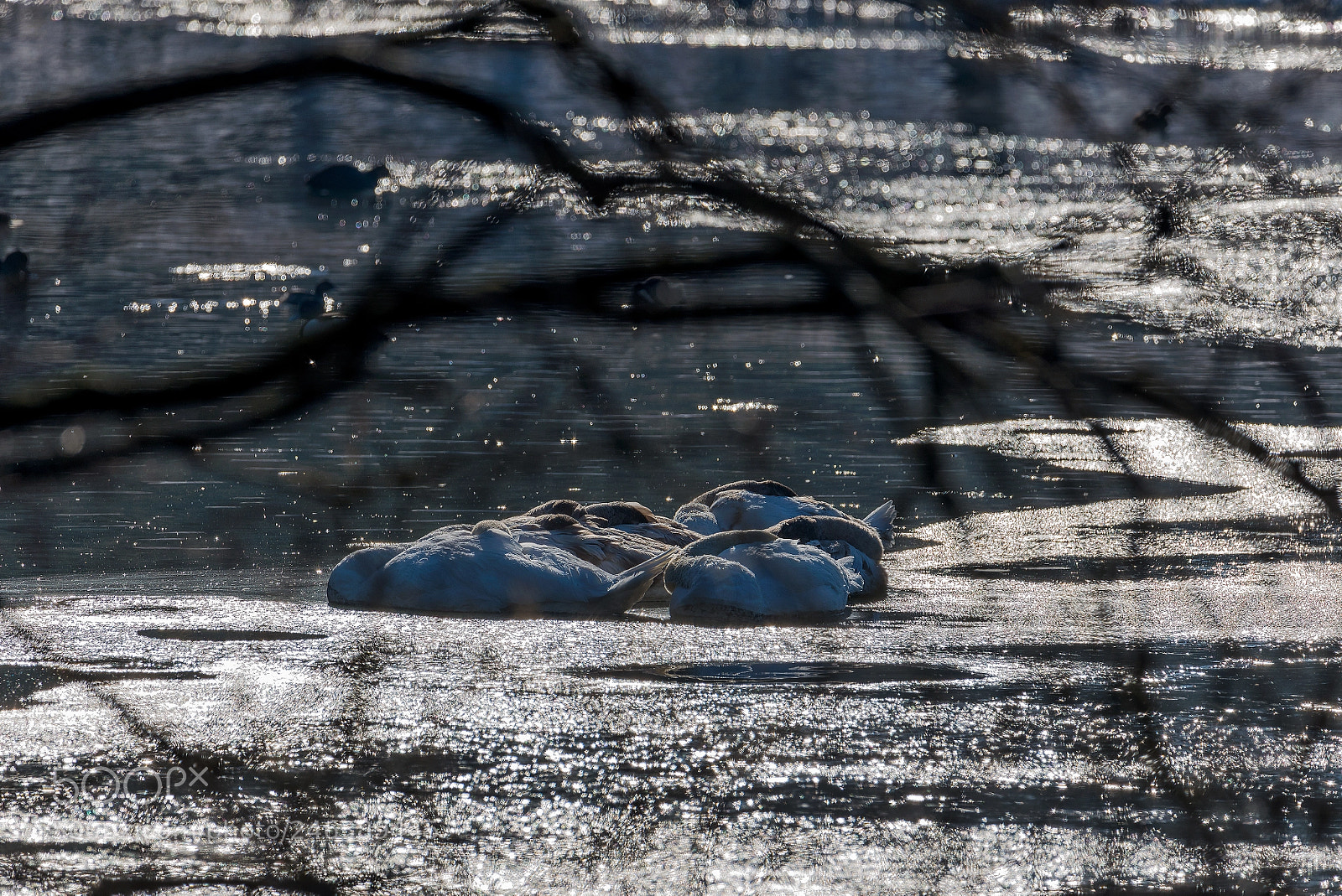 Nikon D610 sample photo. It's too cold photography