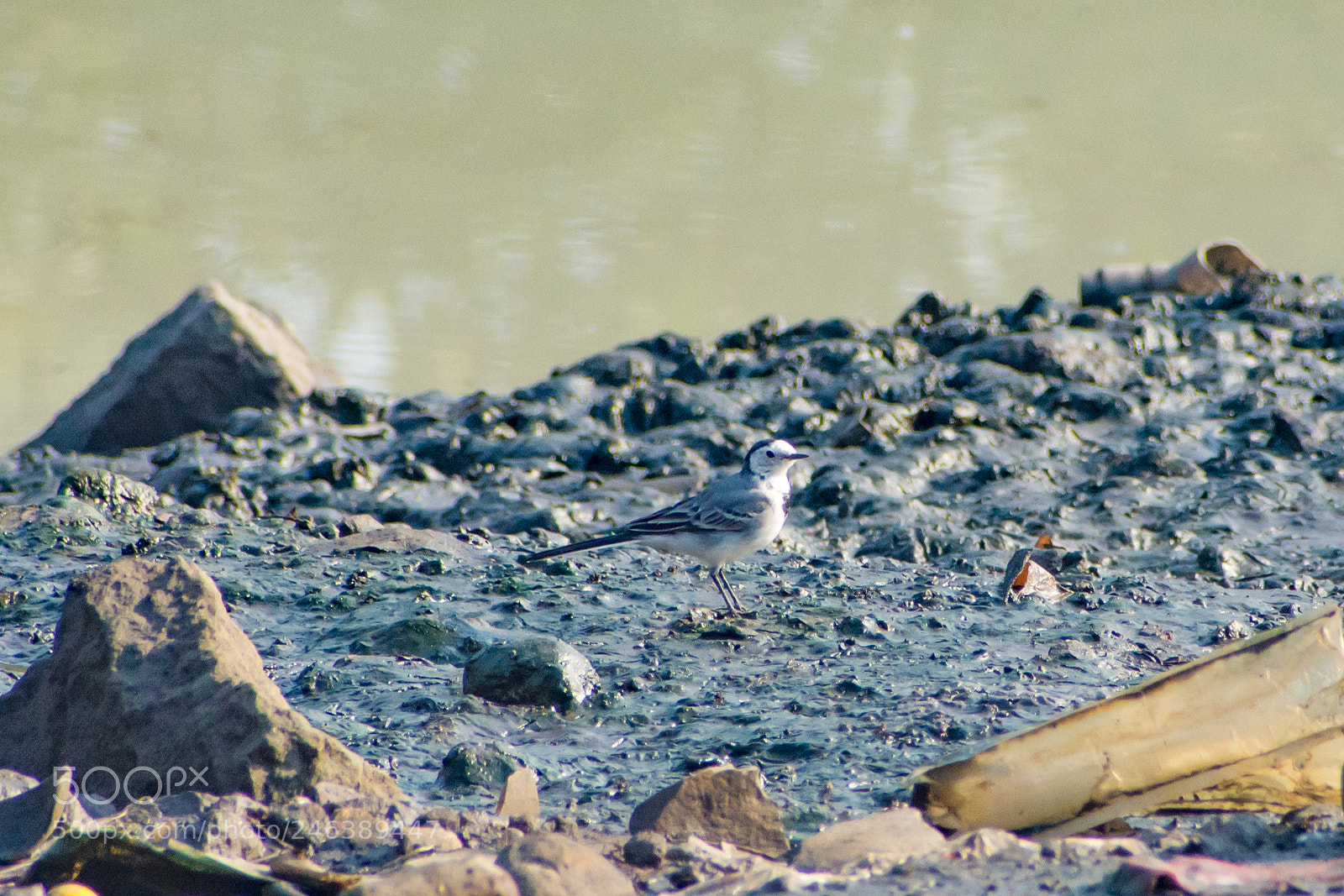 Nikon D7200 sample photo. Which bird is this? photography