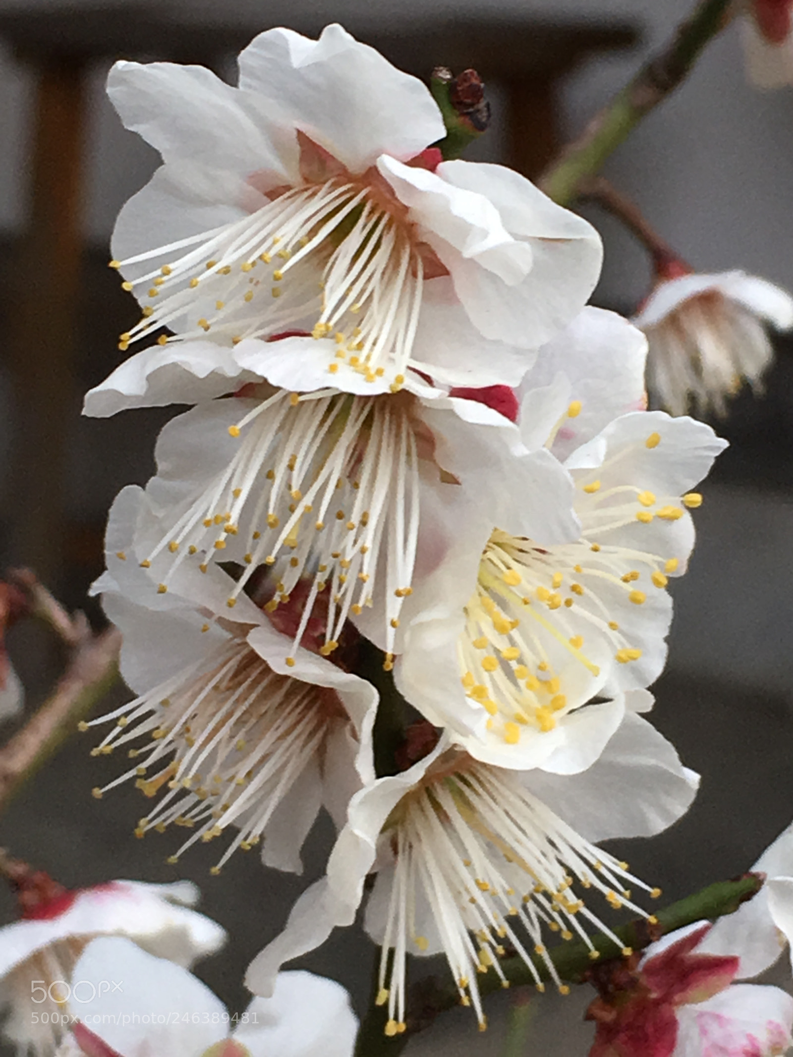 Apple iPhone 6s Plus sample photo. Winter2018 flowers photography