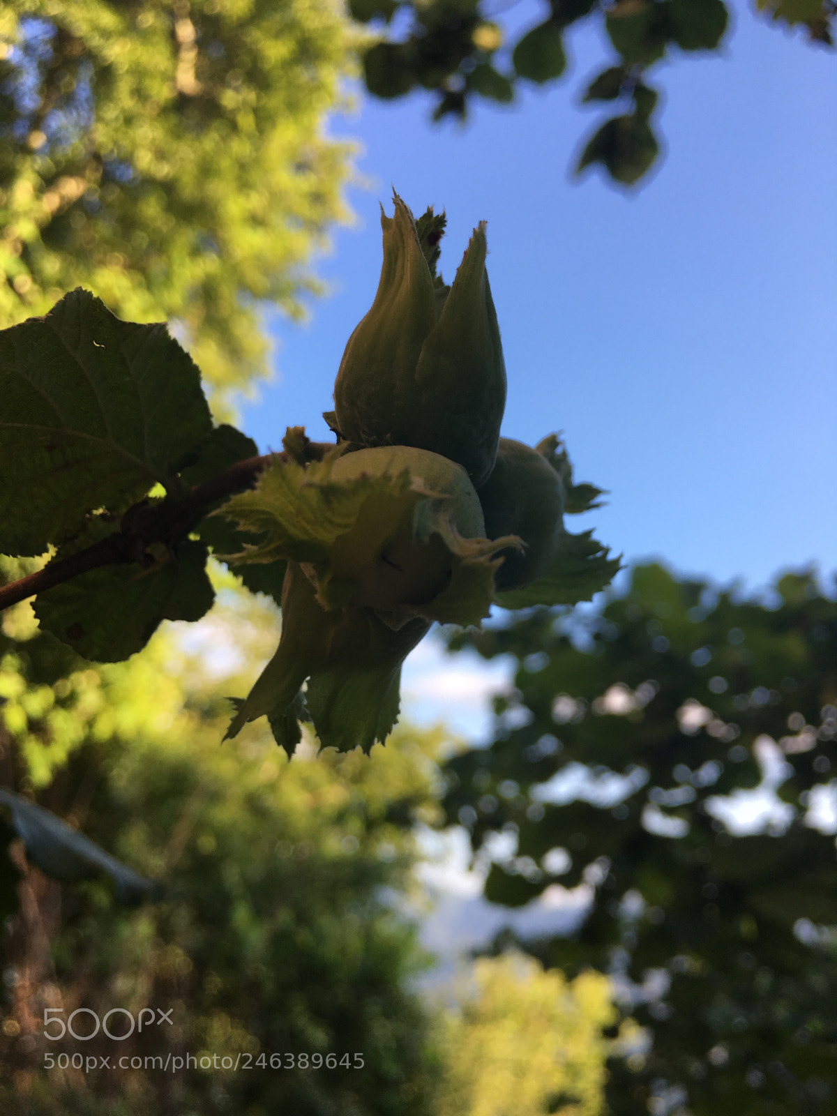 Apple iPhone 6s sample photo. Untitled photography