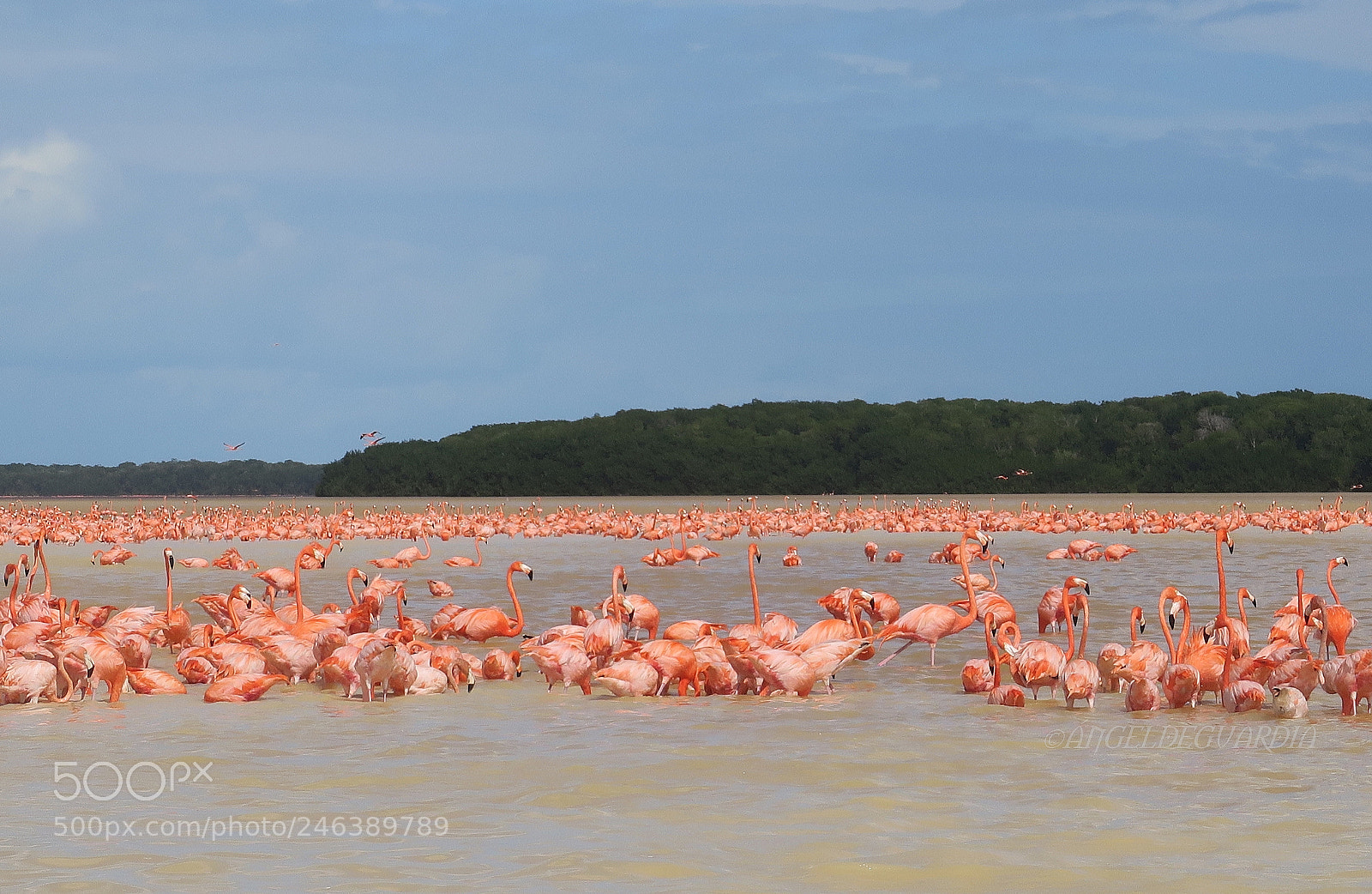 Canon PowerShot G5 X sample photo. *pink flamingos* photography