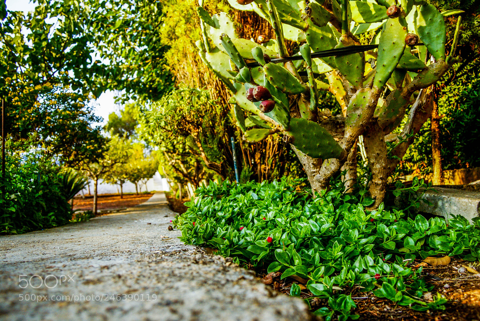 Sony Alpha DSLR-A200 sample photo. Garden of the crux photography