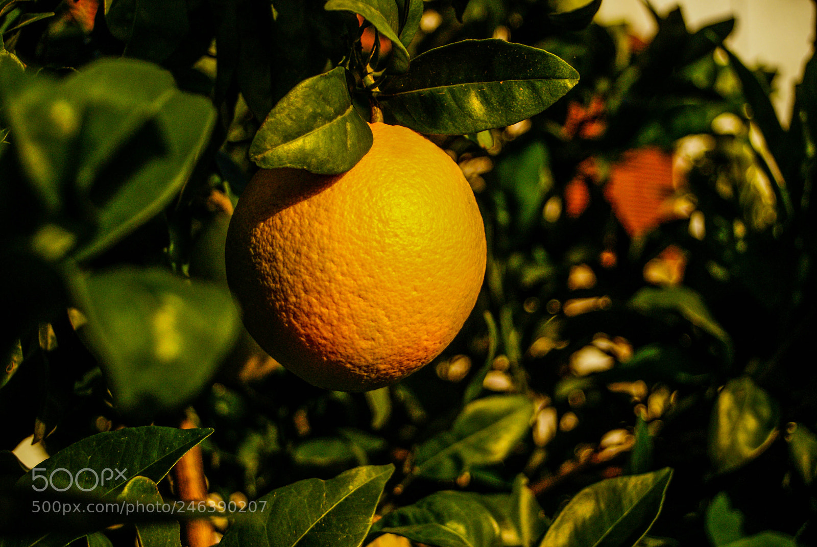 Sony Alpha DSLR-A200 sample photo. Pre-juice photography