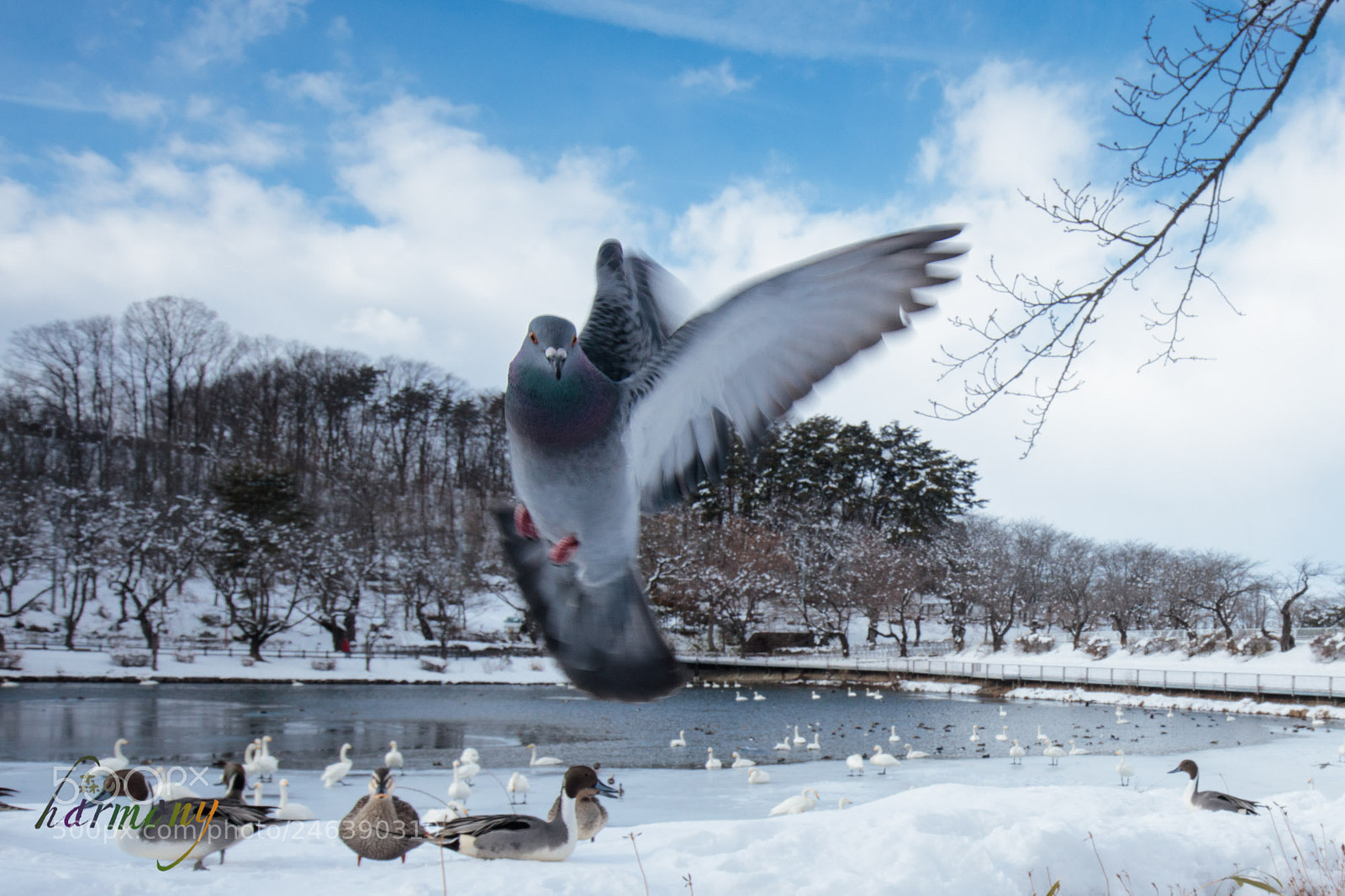 Canon EOS 5DS sample photo. Flying to lunch photography