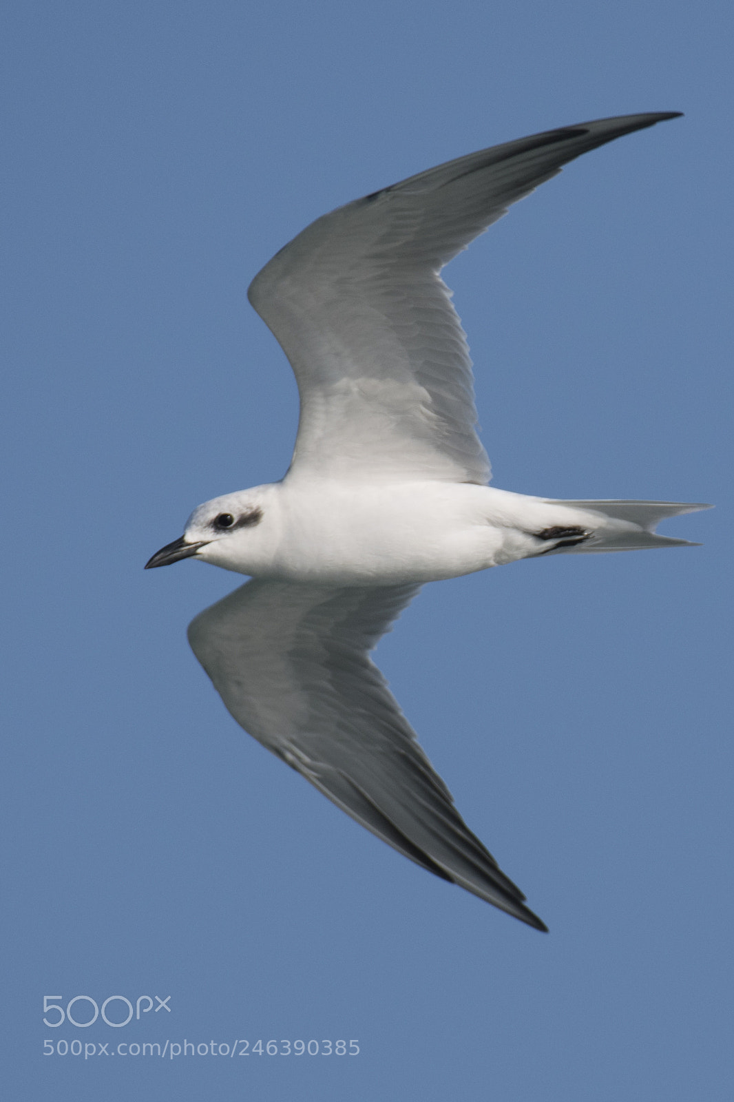 Nikon D500 sample photo. Gull-billed tern photography
