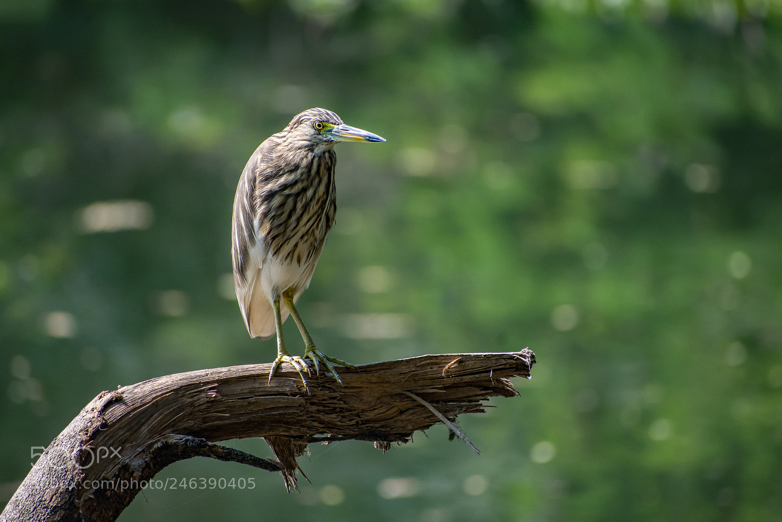 Nikon D7200 sample photo. Bold look photography