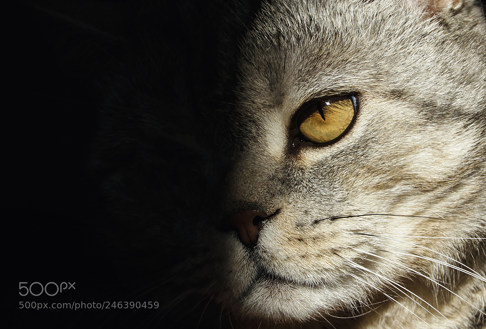 Canon EOS 7D sample photo. Eye photography