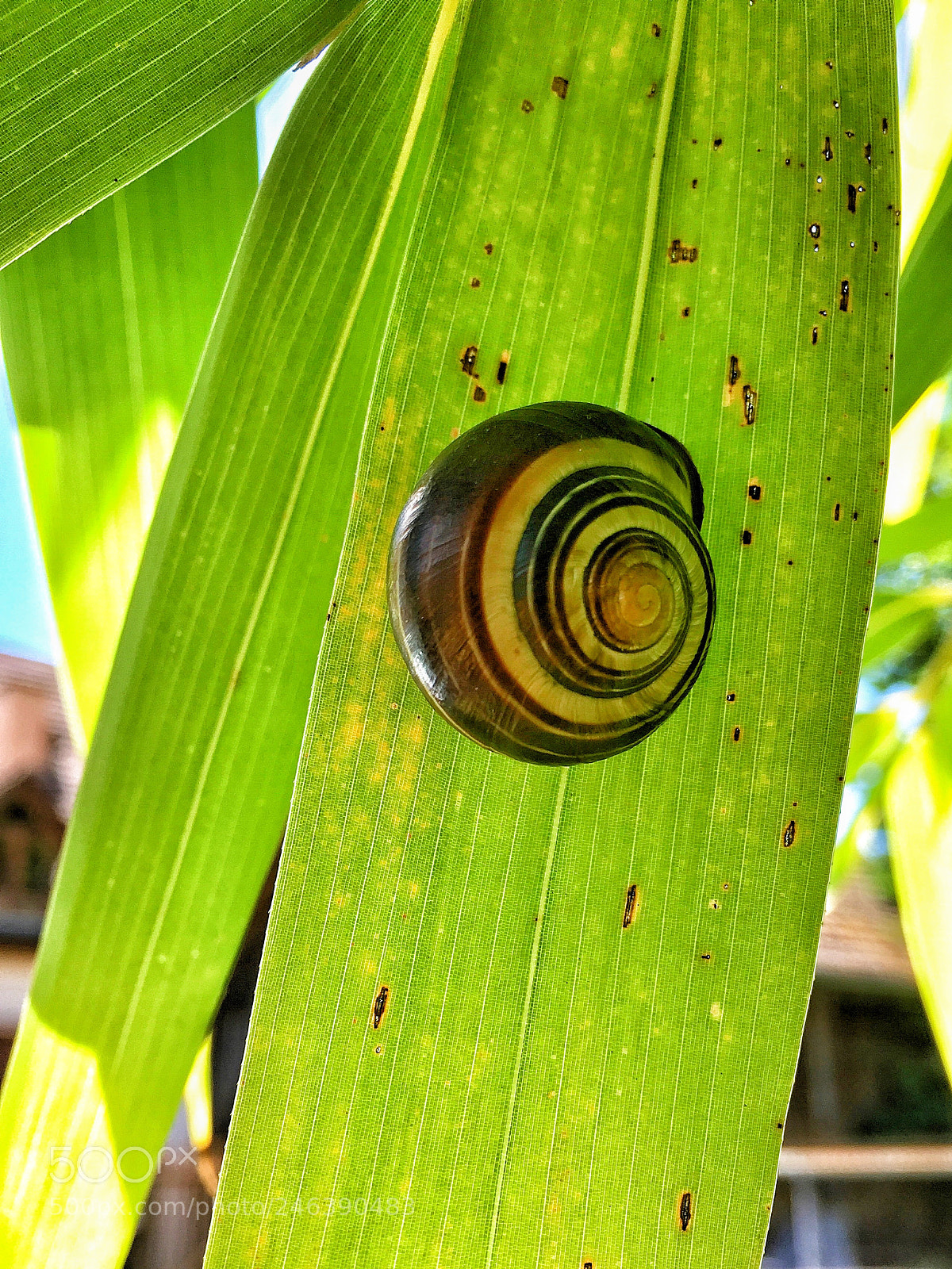 Apple iPhone SE sample photo. Diese schnecke hat es photography