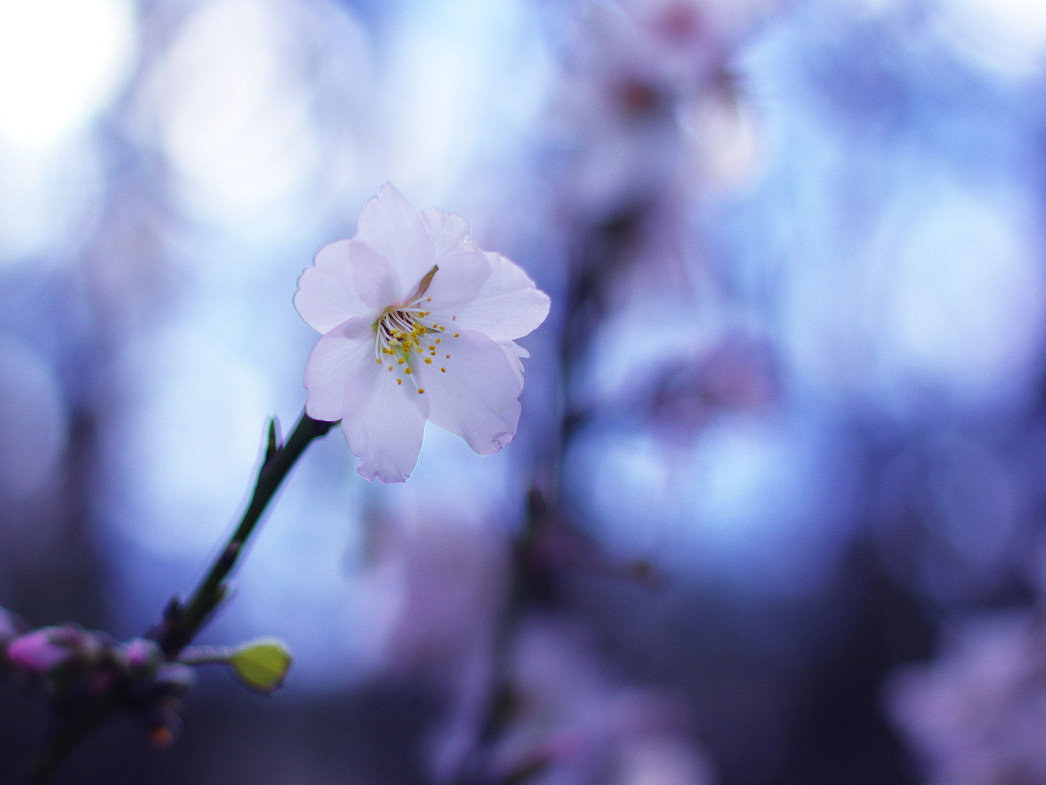 Canon EOS 60D + Canon EF 50mm F1.4 USM sample photo. Dreamy... photography