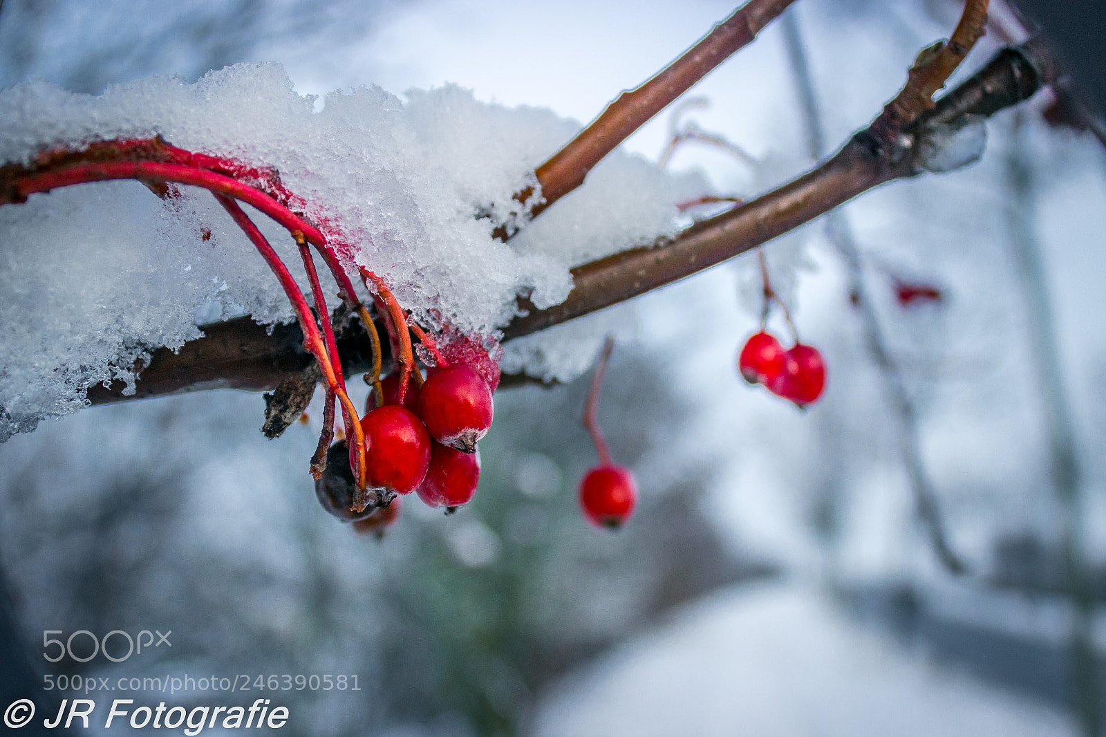 Canon EOS 600D (Rebel EOS T3i / EOS Kiss X5) sample photo. Snow covered berries photography