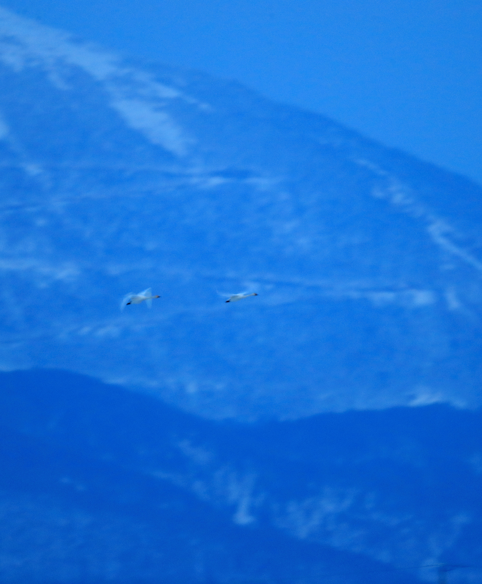 Canon EOS-1D X Mark II + Canon EF 800mm F5.6L IS USM sample photo. 夕闇のコハクチョウ tundra swan of the evning photography