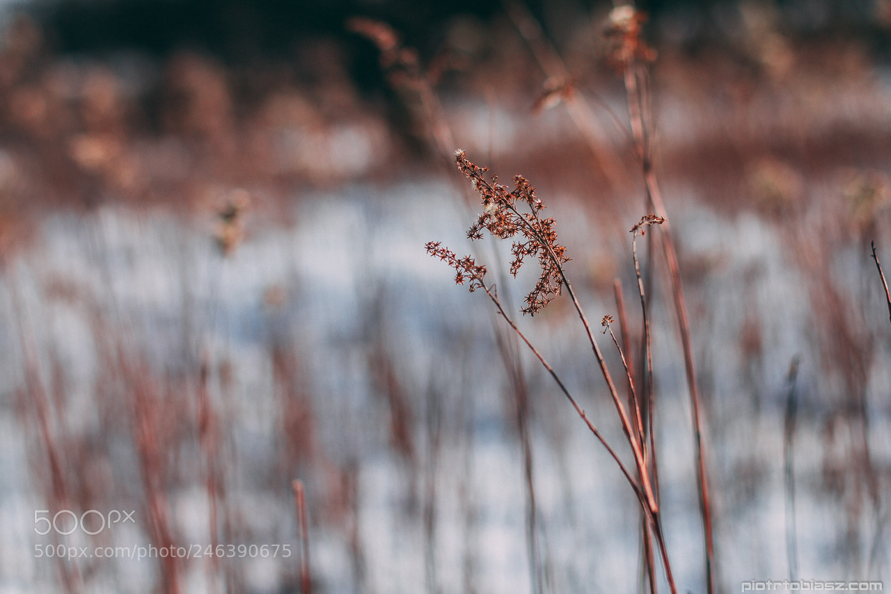 Canon EOS 7D sample photo. Winter. photography