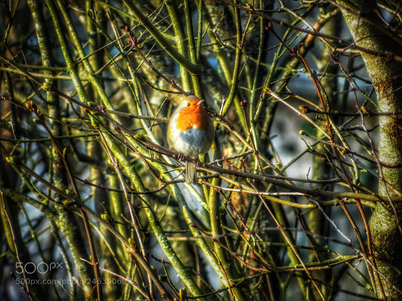 Sony DSC-HX200V sample photo. Rouge-gorge redbreast photography