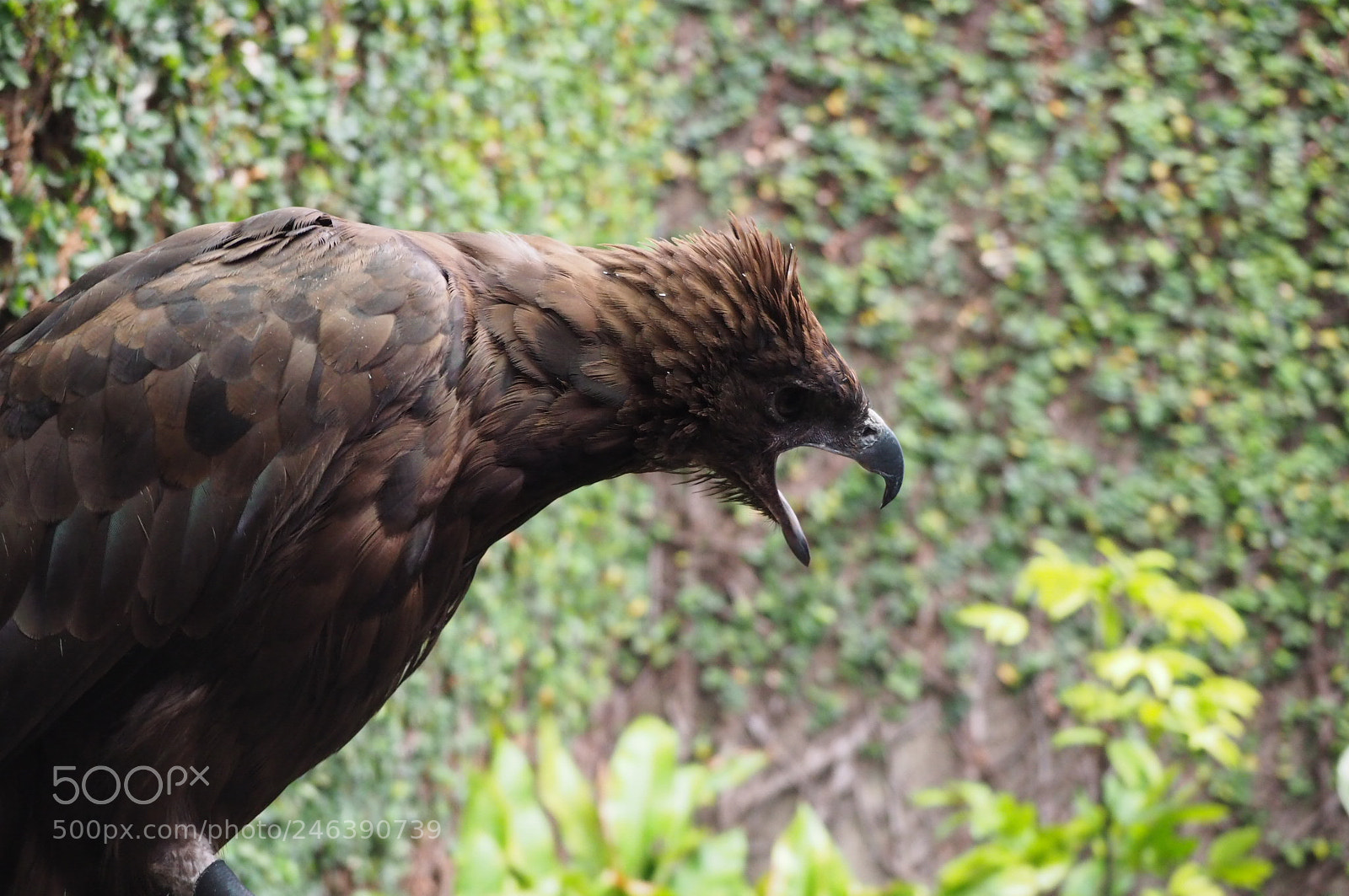 Olympus OM-D E-M10 II sample photo. Eagle photography