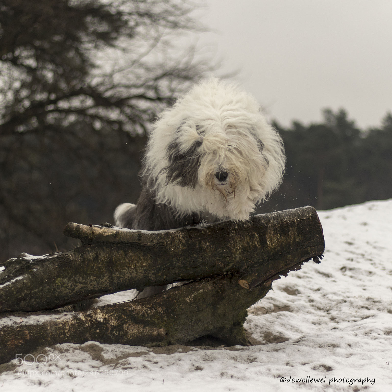 Canon EOS 7D Mark II sample photo. Scarlett's winter jump photography