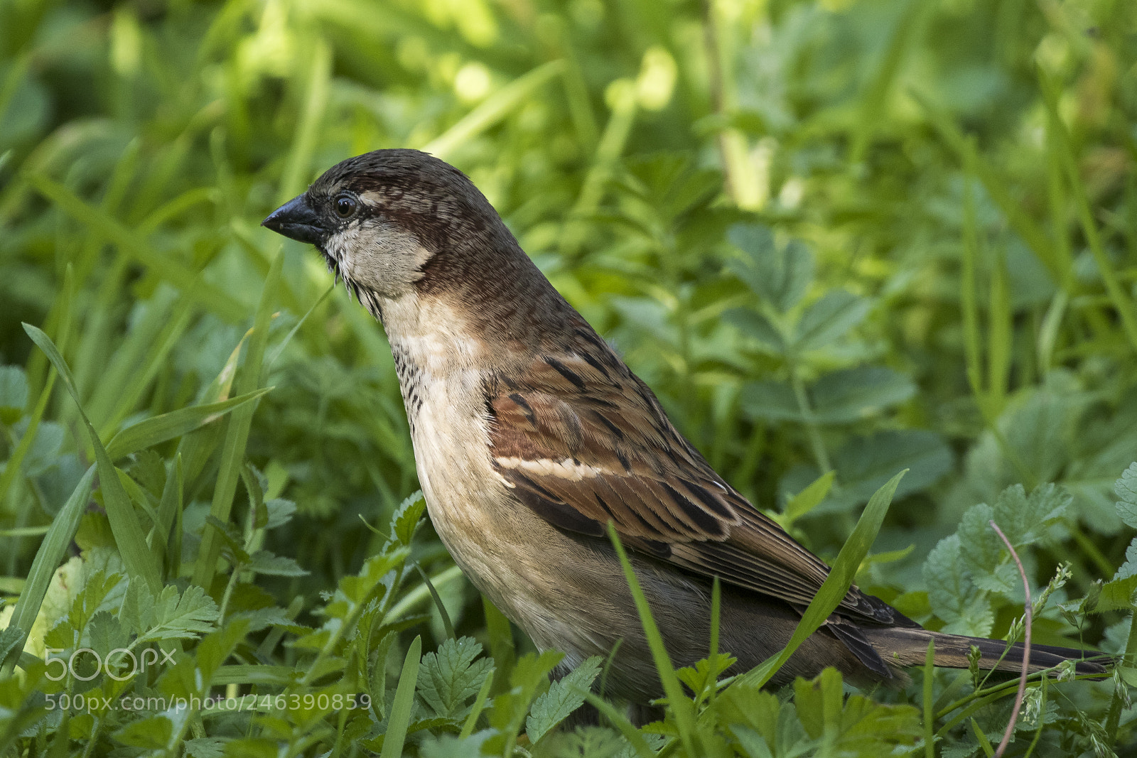 Canon EOS 7D Mark II sample photo. Near me photography