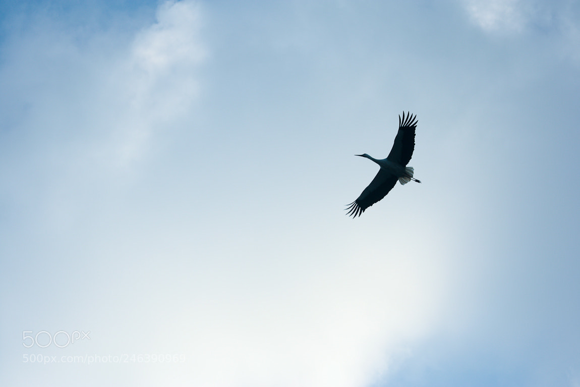 Canon EOS 1000D (EOS Digital Rebel XS / EOS Kiss F) sample photo. Stork photography