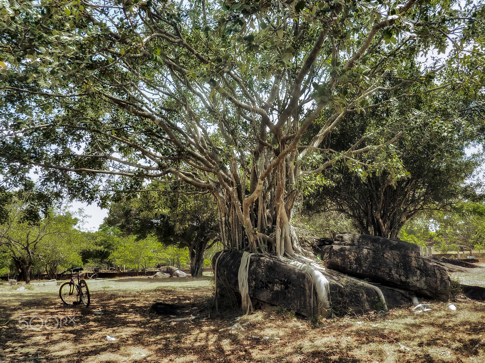 Panasonic Lumix DMC-ZS1 (Lumix DMC-TZ6) sample photo. Old tree photography