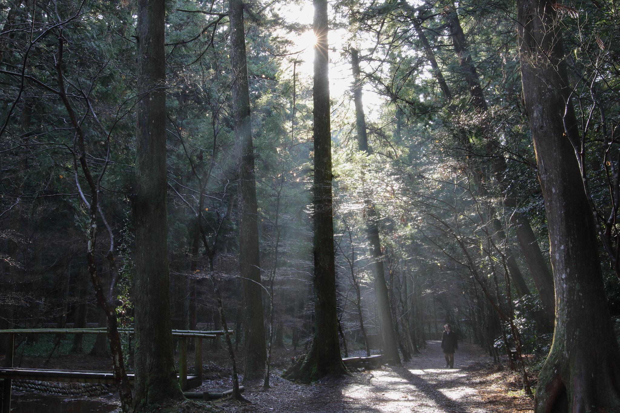 Sigma 24mm F1.4 DG HSM Art sample photo. 朝の散歩道。 photography