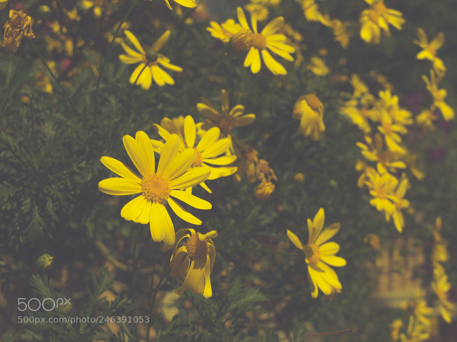 Olympus PEN E-PL5 sample photo. M a d qu photography