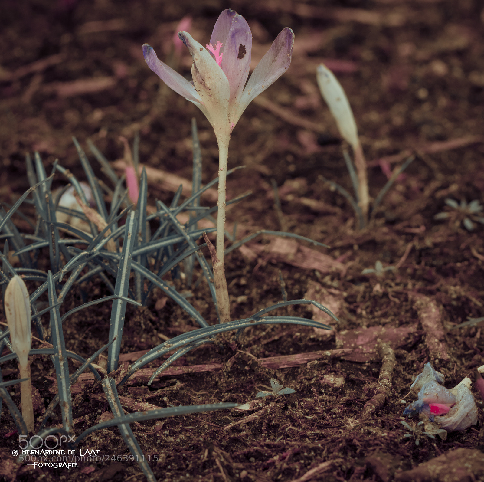 Nikon D7100 sample photo. First signs of spring photography