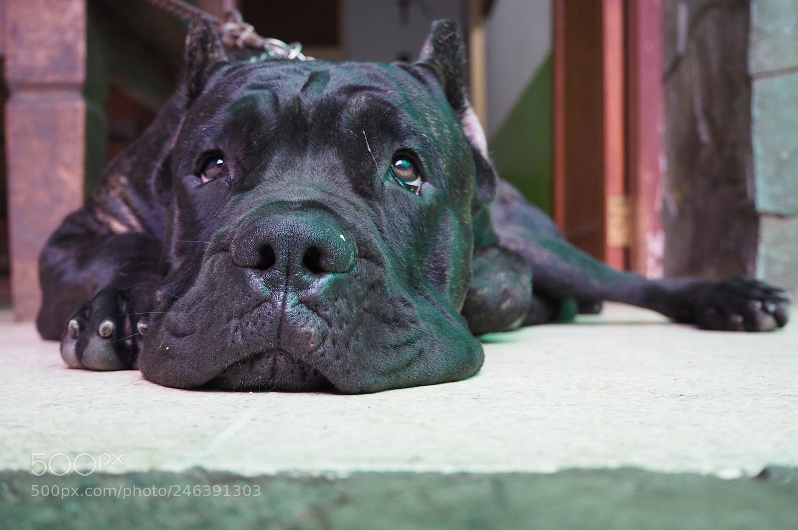 Olympus OM-D E-M10 II sample photo. Cane corso photography