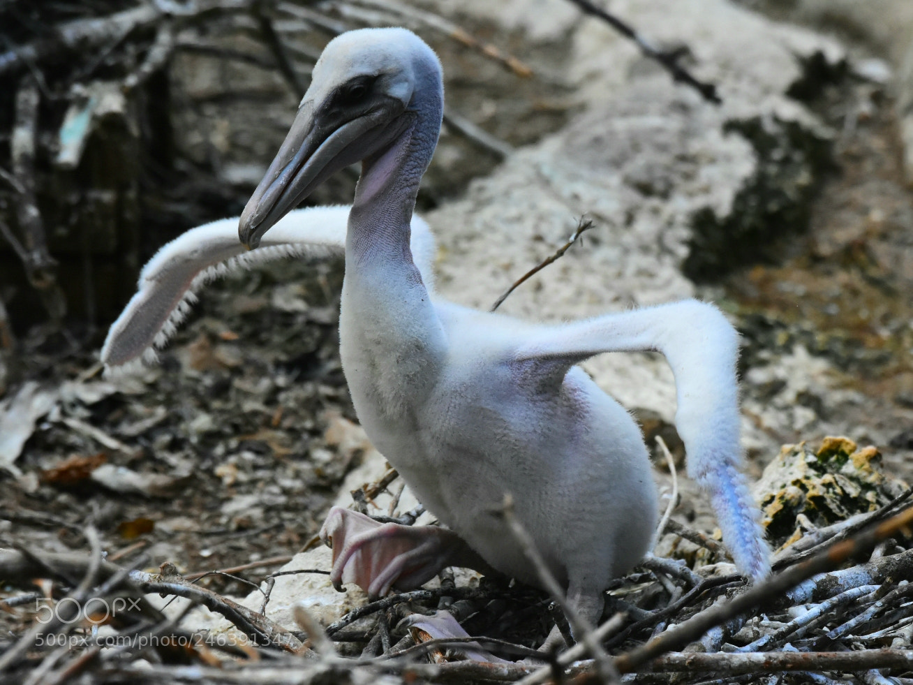 Nikon D7200 sample photo. Brown pelican chick photography