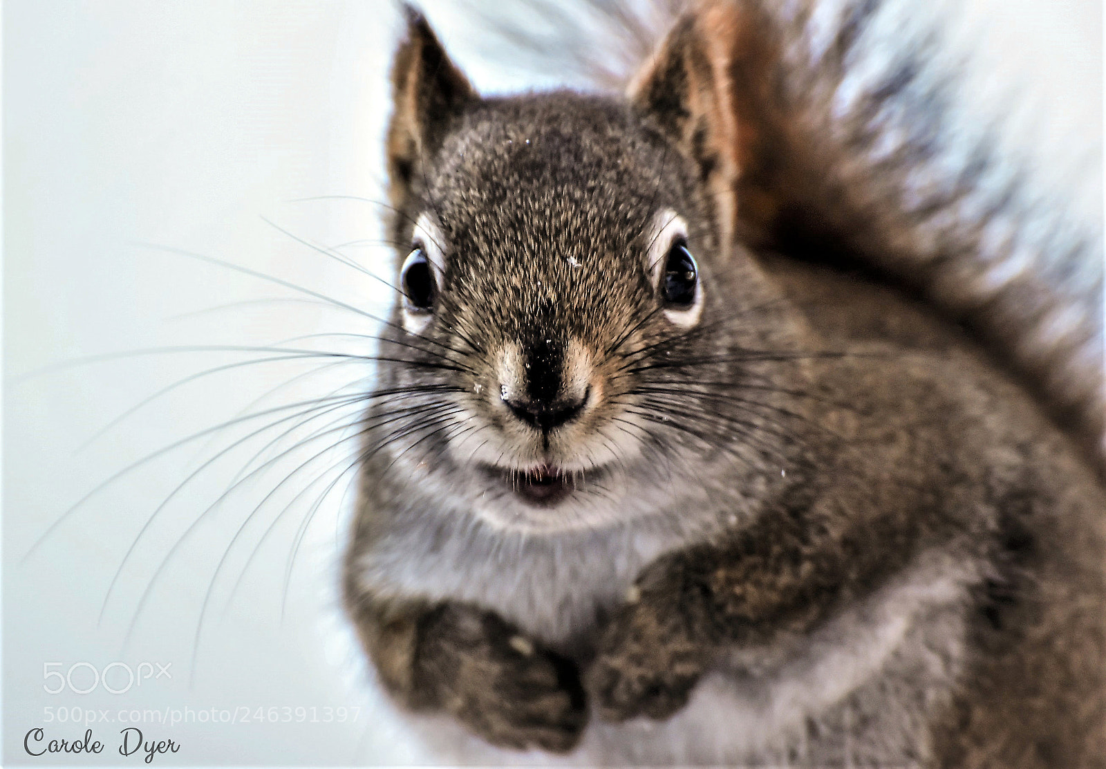 Nikon D5600 sample photo. Where is my breakfast? photography