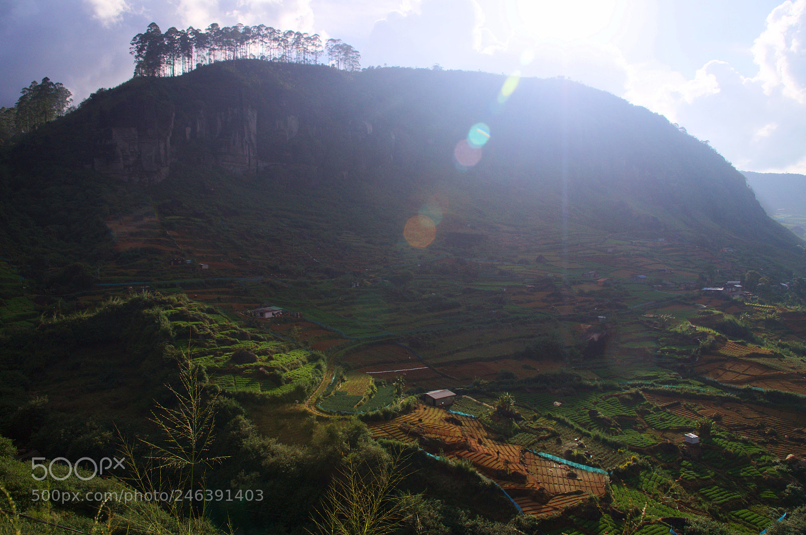 Sony SLT-A37 sample photo. Tea plantations landscape photography
