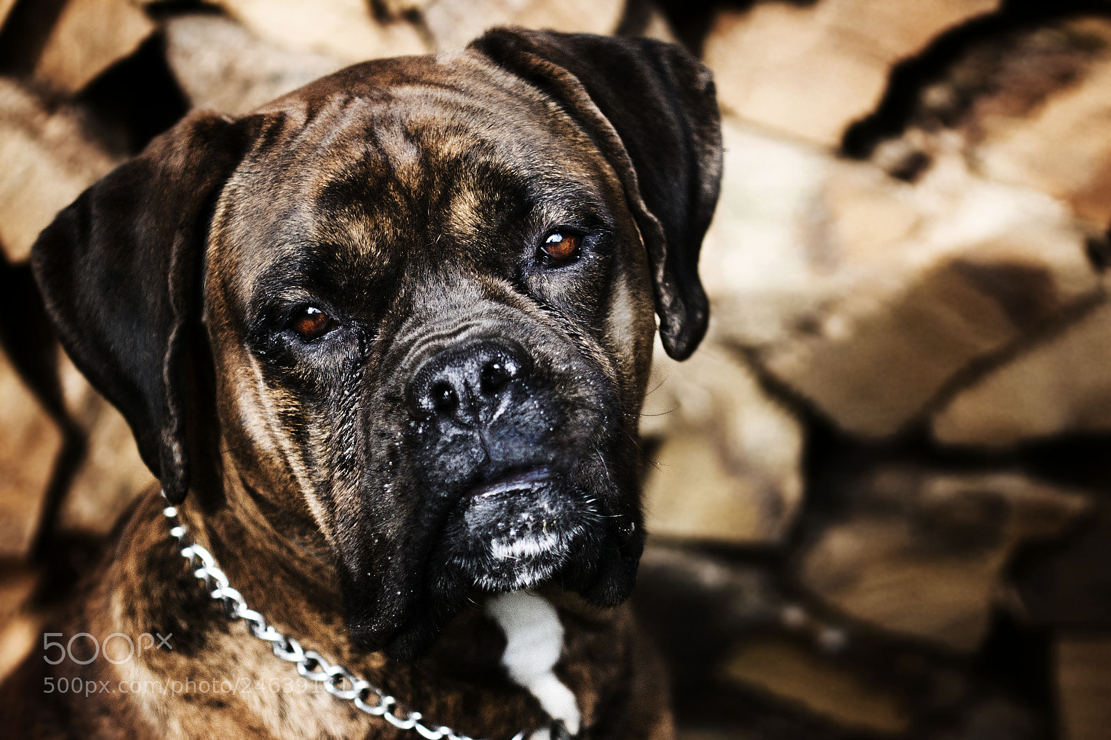 Canon EOS 100D (EOS Rebel SL1 / EOS Kiss X7) sample photo. Porthos photography
