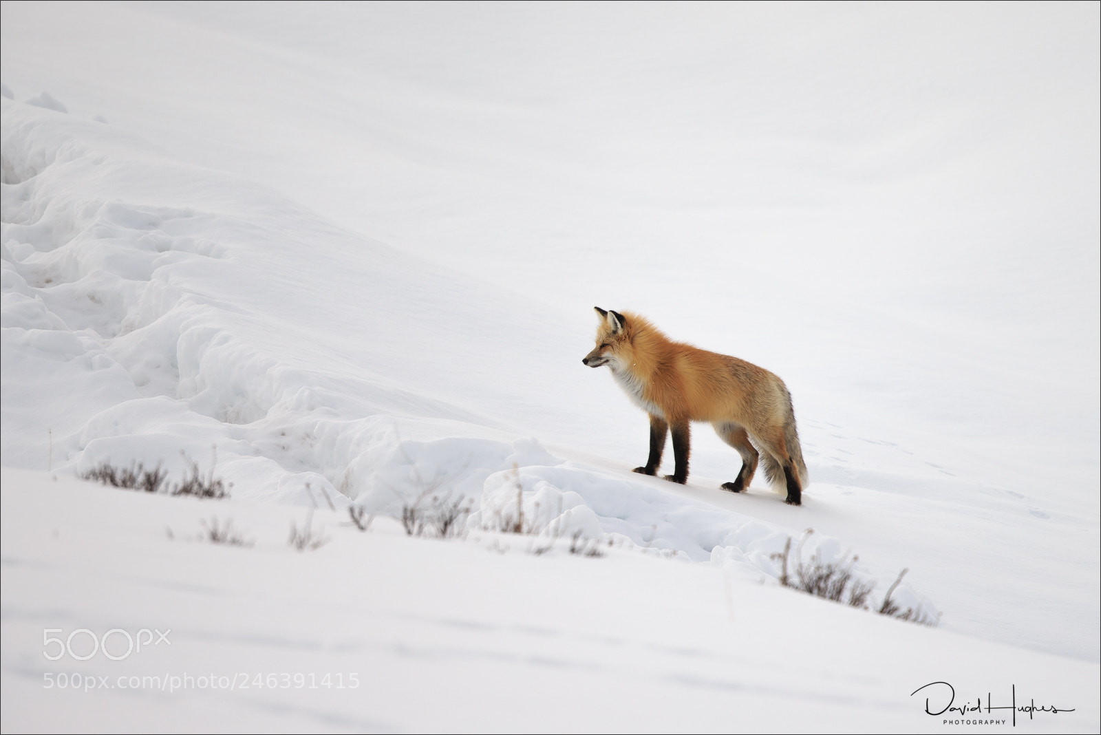 Canon EOS-1D X sample photo. Red fox photography