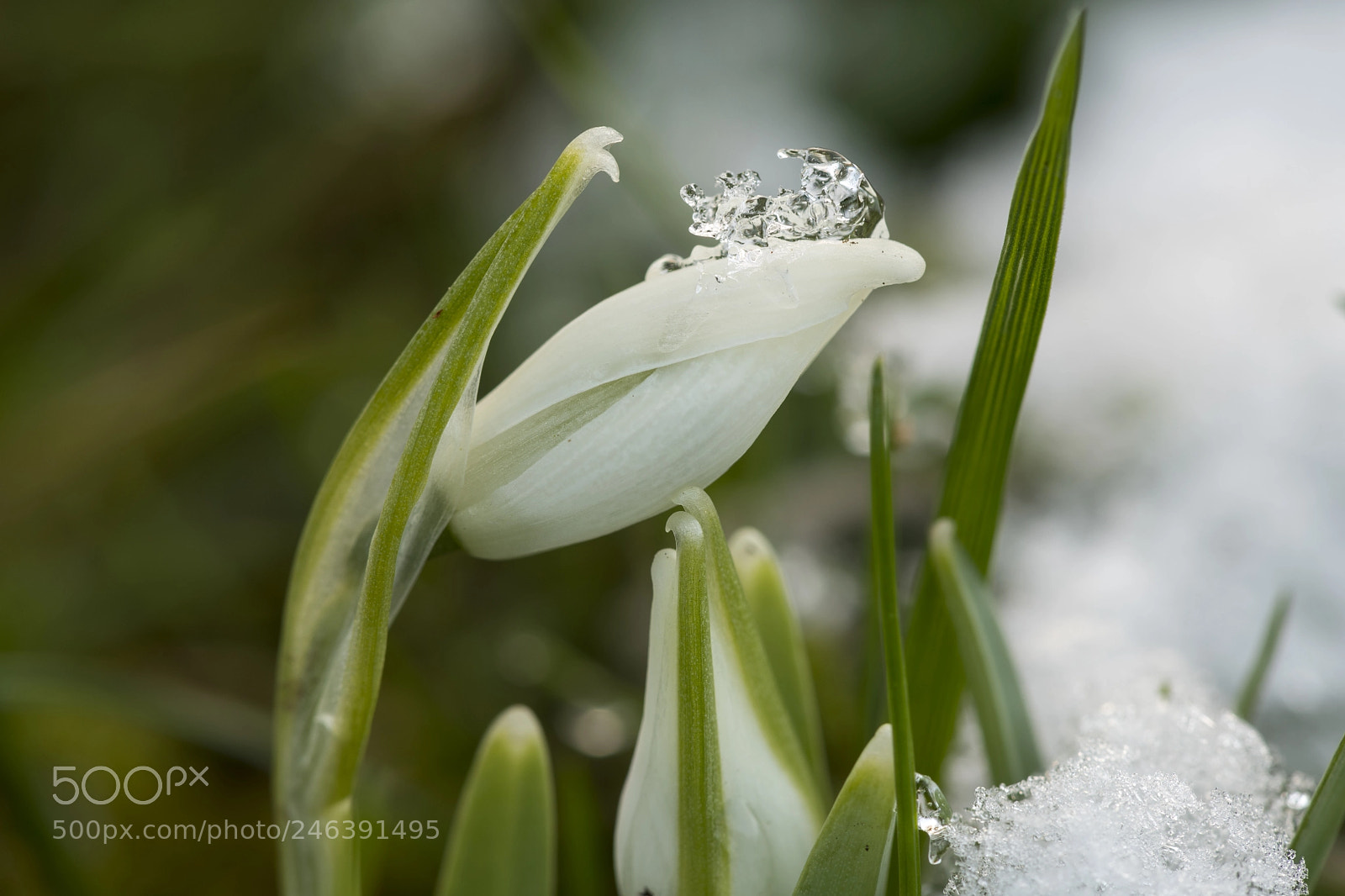 Nikon D850 sample photo. Rhino snowdrop photography