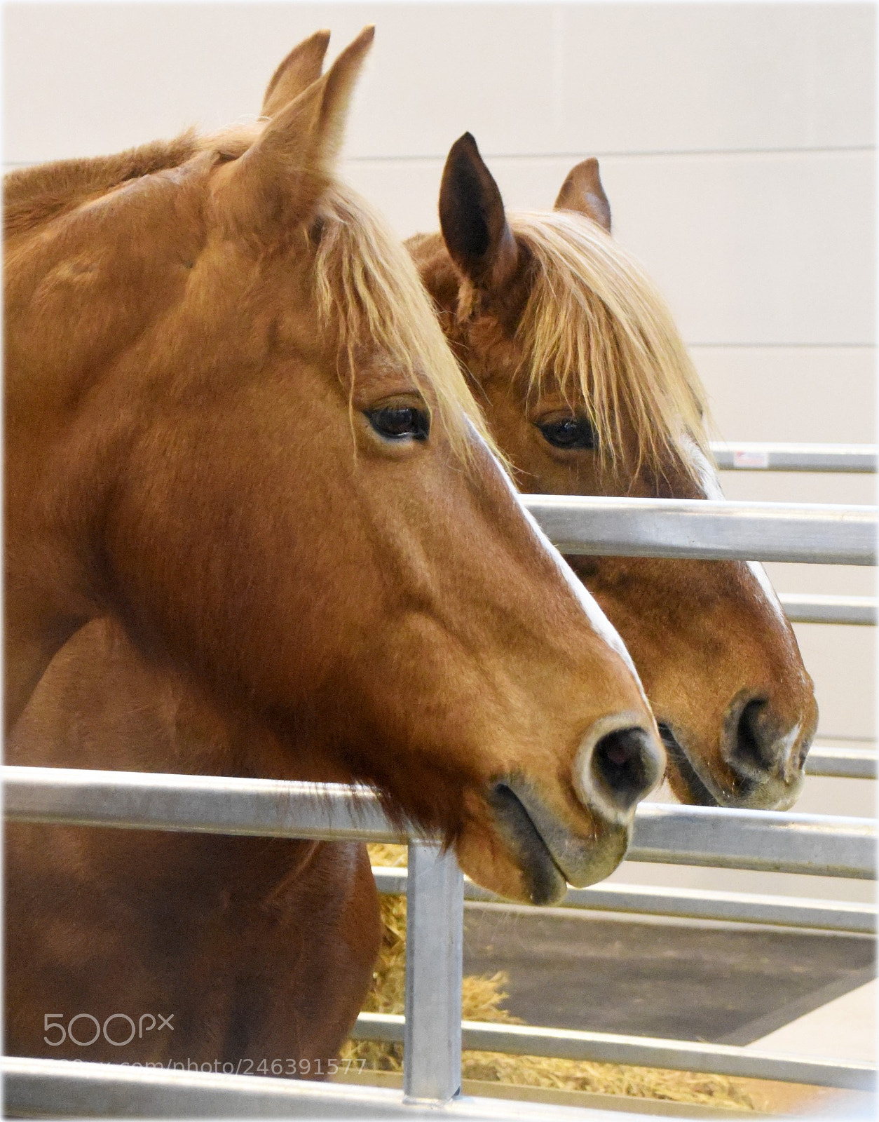 Nikon D810 sample photo. "horses" photography