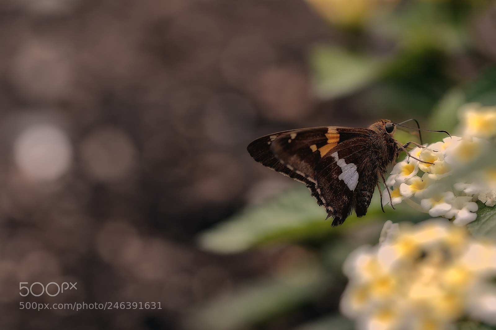 Canon EOS 7D Mark II sample photo. Butterfly photography