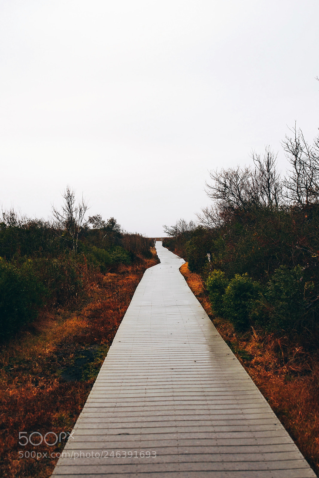 Nikon D3100 sample photo. Board walking down my photography