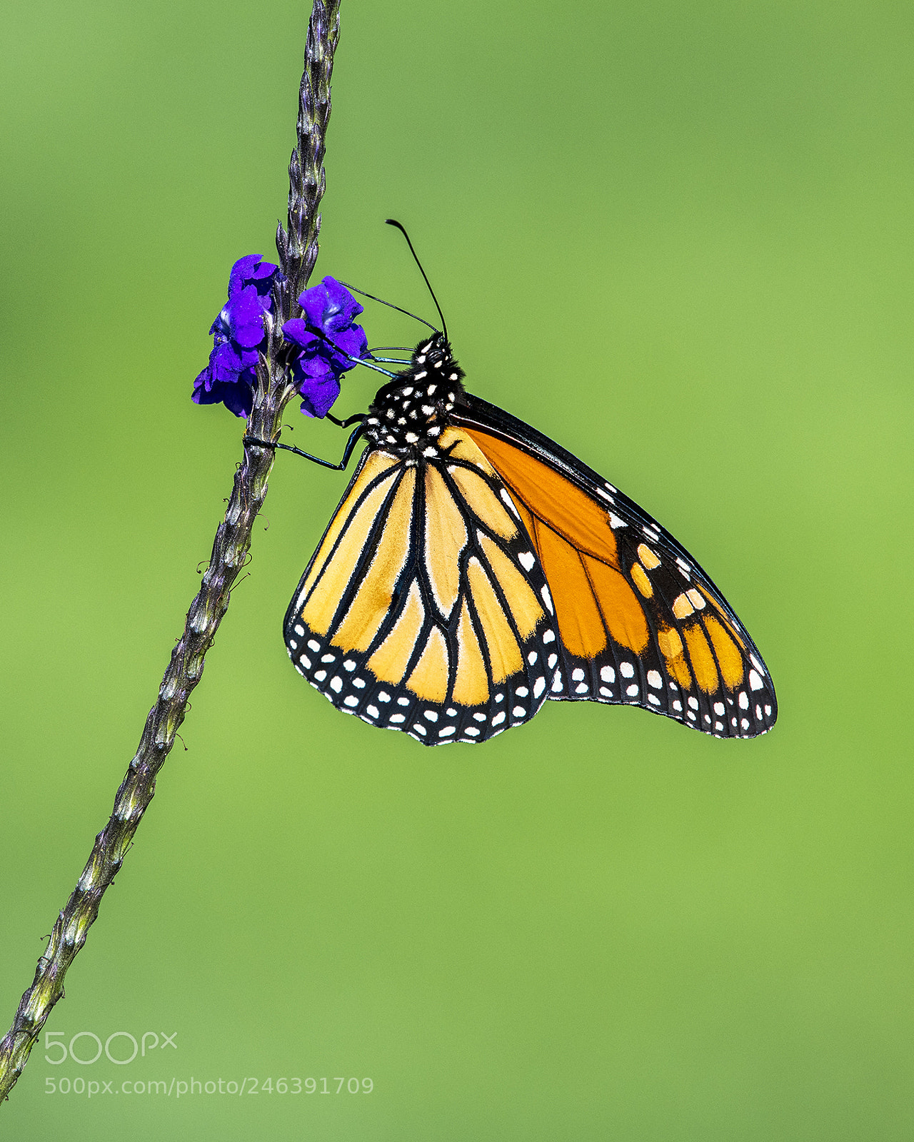 Nikon D850 sample photo. Monarch butterfly photography