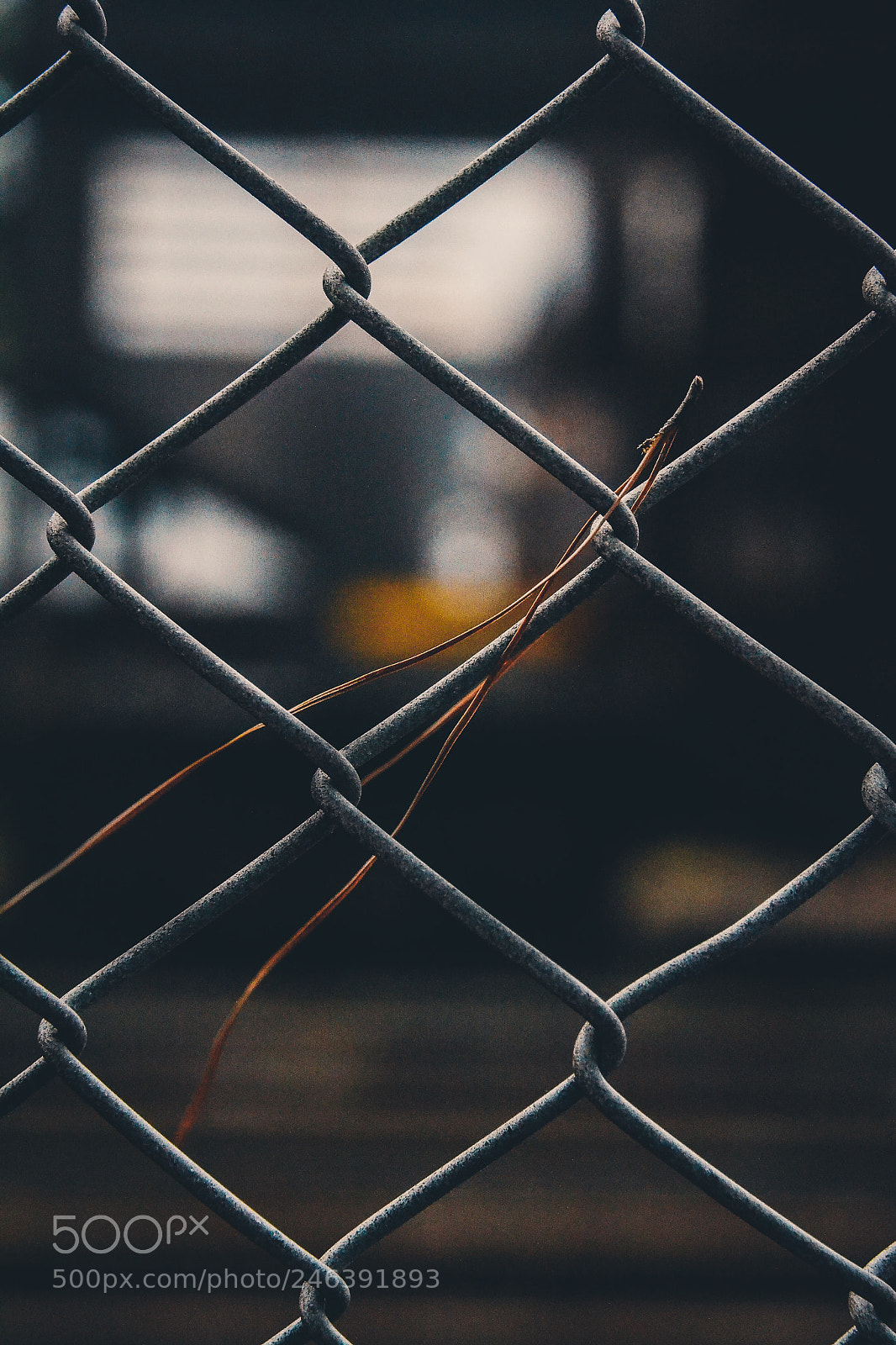 Nikon D3100 sample photo. Trapped in steel. photography