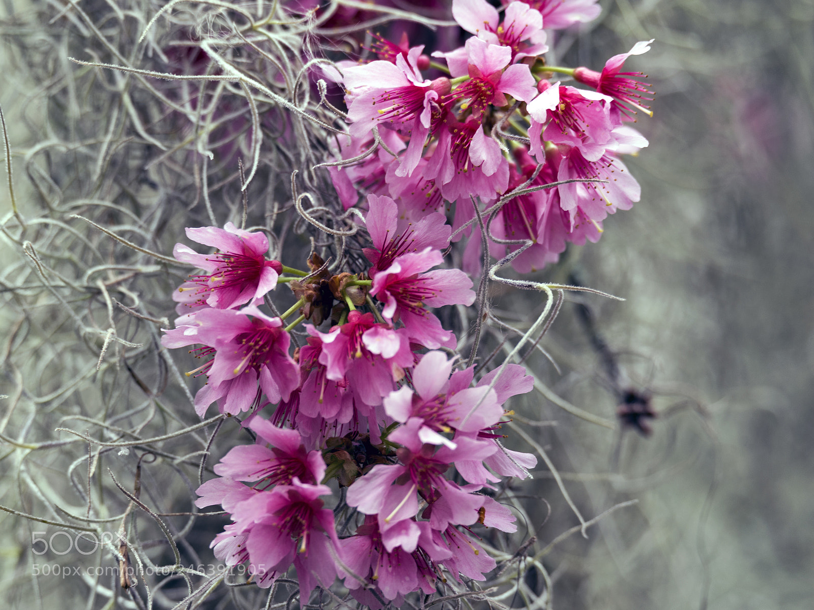 Nikon D750 sample photo. Pink flowers and spanish photography